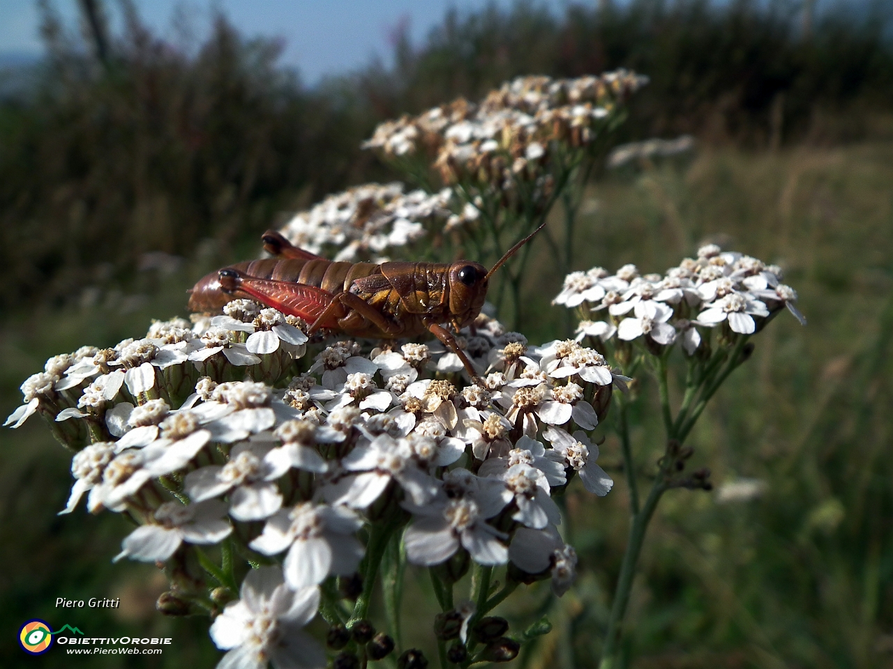 16 grillo su iberidella alpina (Pritzelago alpina).......JPG